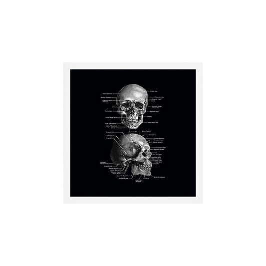 Skull Anatomy - Dark Version Art Print Gallery Image 2