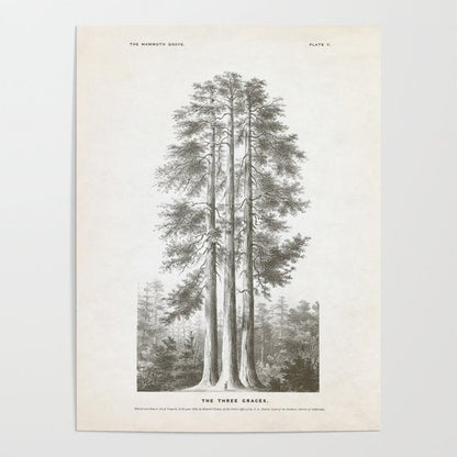 Sequoia Tree Illustration - The Three Graces at Mariposa Grove in Yosemite National Park Poster Gallery Image 4