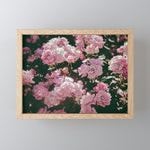 Light Pink Roses Mini Art Print Gallery Image 1