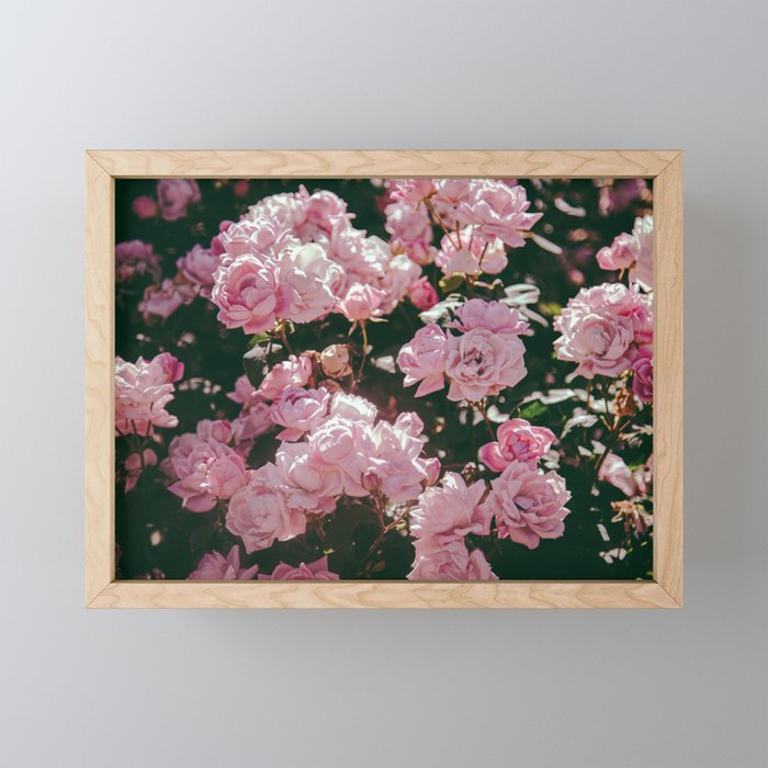 Light Pink Roses Mini Art Print Gallery Image 1