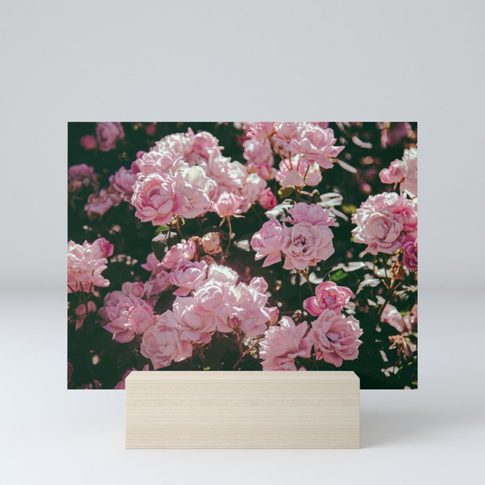 Light Pink Roses Mini Art Print Gallery Image 5