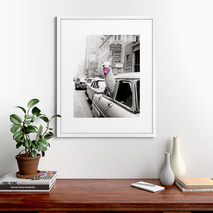Perfect Pink Bubble Gum Llama taking a New York Taxi black and white photograph Framed Art Print Gallery Image 76