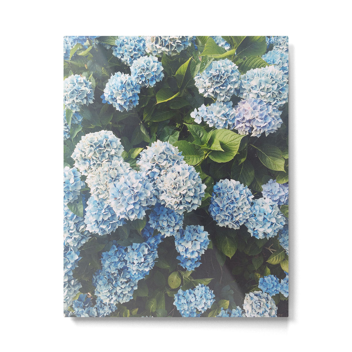 Blue Hydrangea Metal Print Gallery Image 4