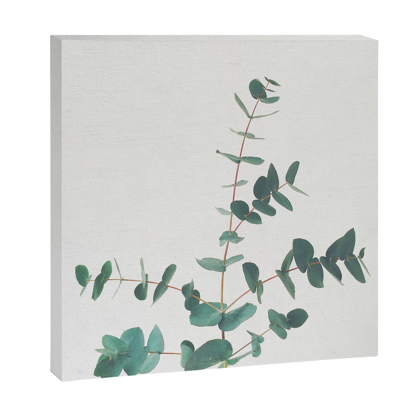 Eucalyptus Canvas Print Gallery Image 9