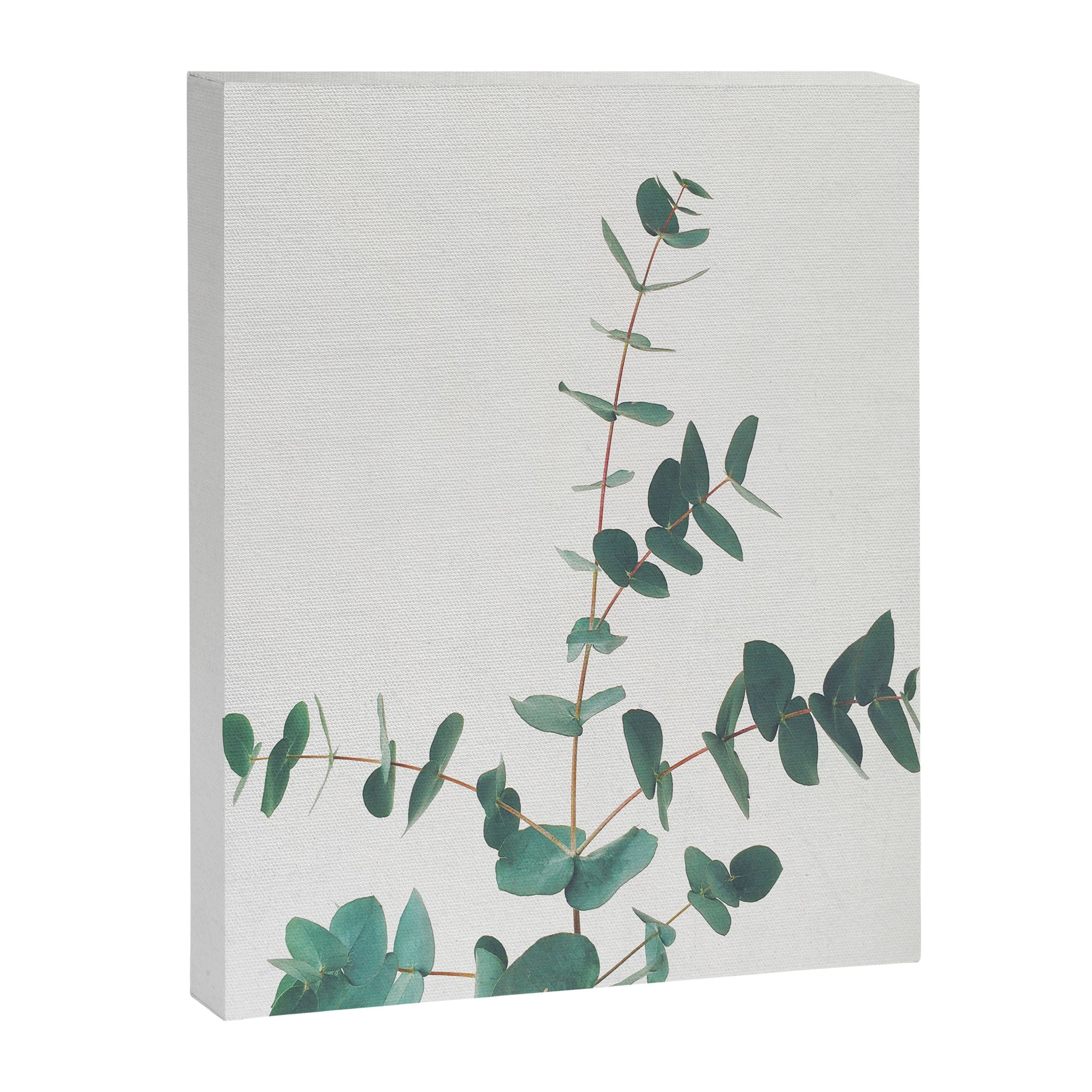 Eucalyptus Canvas Print Gallery Image 1