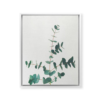 Eucalyptus Framed Canvas Print Gallery Image 31