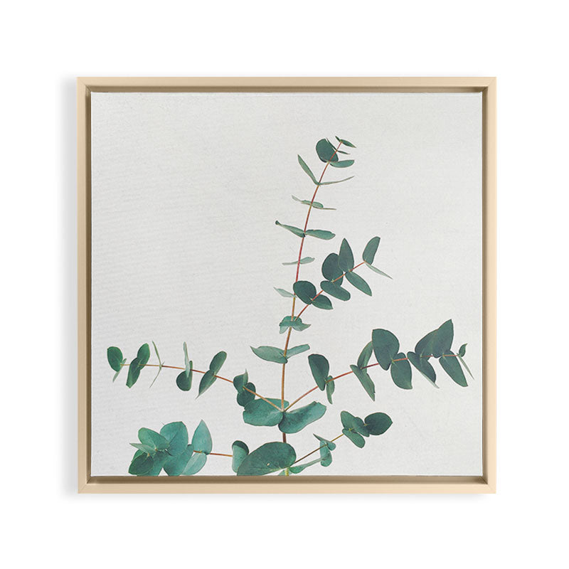 Eucalyptus Framed Canvas Print Gallery Image 24