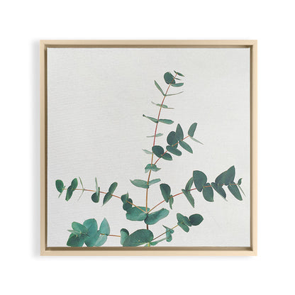 Eucalyptus Framed Canvas Print Gallery Image 20