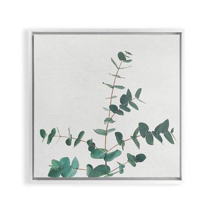 Eucalyptus Framed Canvas Print Gallery Image 36