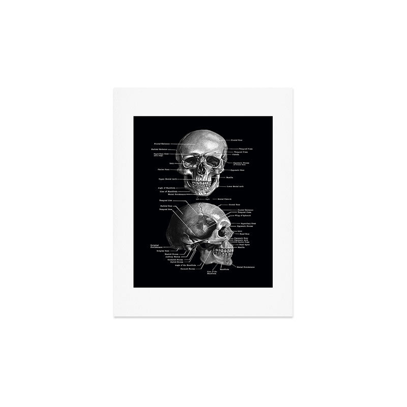 Skull Anatomy - Dark Version Art Print Gallery Image 4