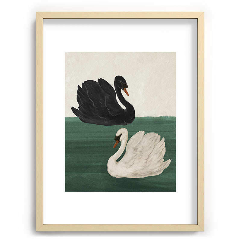 Black Swan White Swan Framed Art Print Gallery Image 43