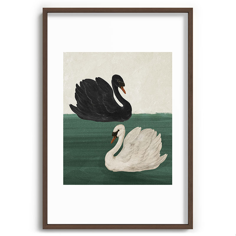 Black Swan White Swan Framed Art Print Gallery Image 40