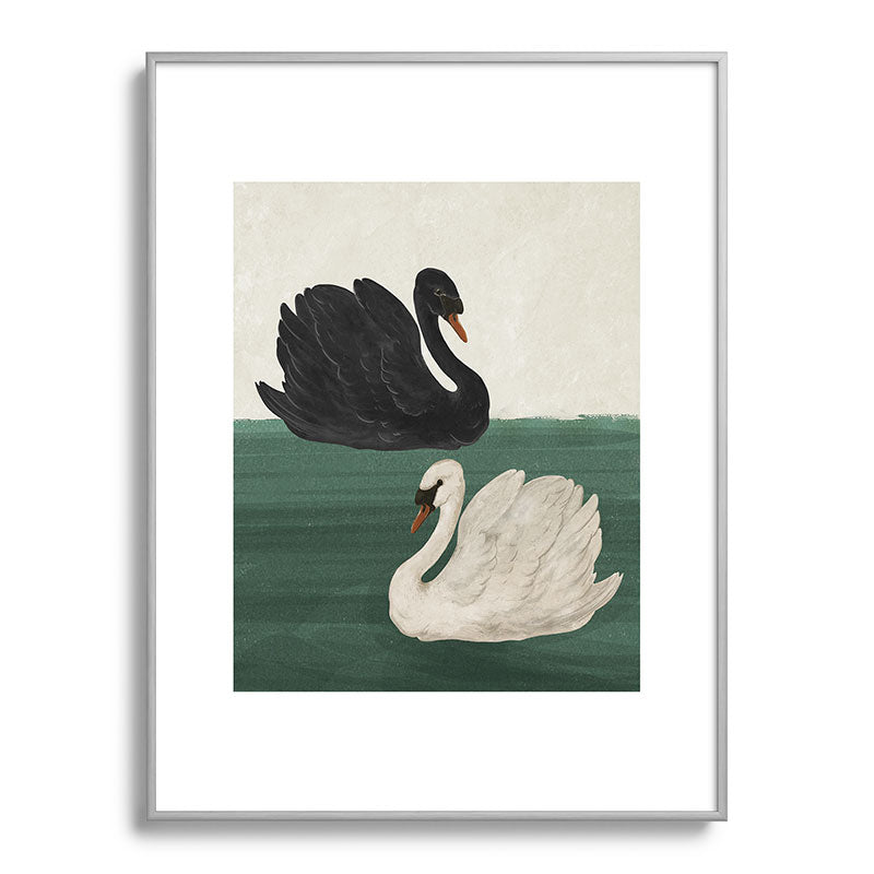 Black Swan White Swan Framed Art Print Gallery Image 59