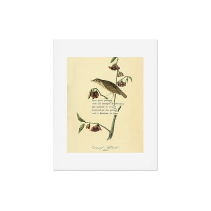Bird Divinations: Dwarf Thrush (about: almanacofbirds.org) Art Print Gallery Image 4