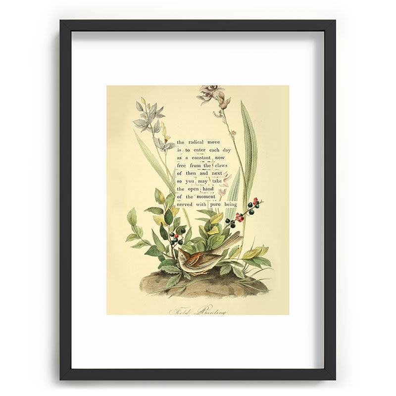Bird Divinations: Field Bunting (about: almanacofbirds.org) Framed Art Print Gallery Image 60