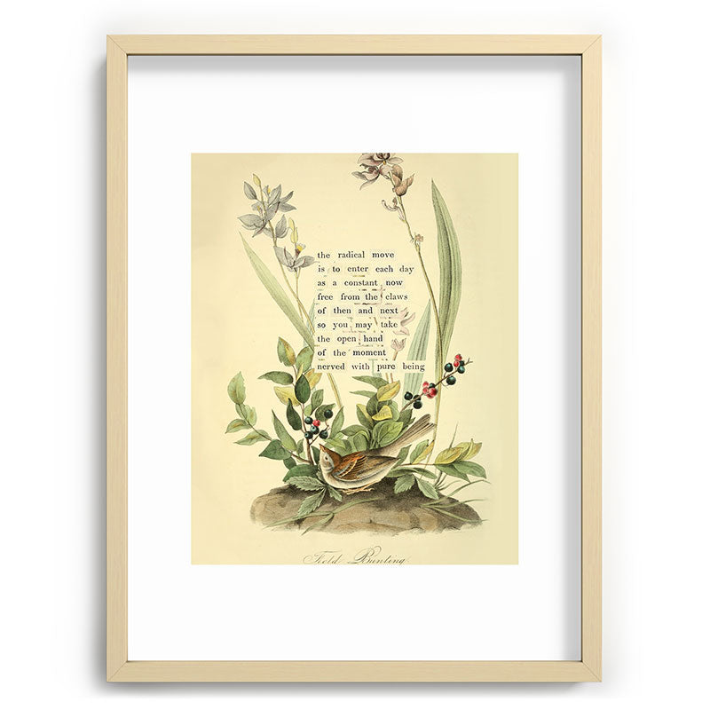 Bird Divinations: Field Bunting (about: almanacofbirds.org) Framed Art Print Gallery Image 72
