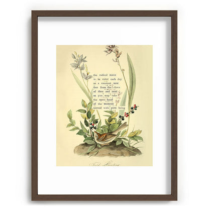 Bird Divinations: Field Bunting (about: almanacofbirds.org) Framed Art Print Gallery Image 66