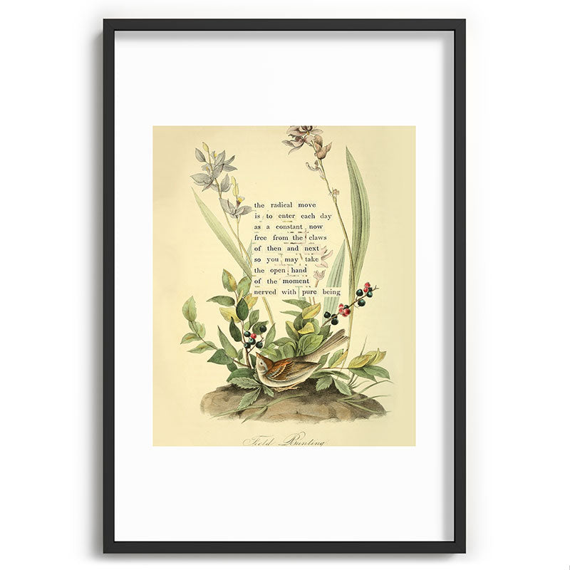 Bird Divinations: Field Bunting (about: almanacofbirds.org) Framed Art Print Gallery Image 62