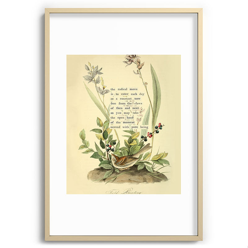 Bird Divinations: Field Bunting (about: almanacofbirds.org) Framed Art Print Gallery Image 74