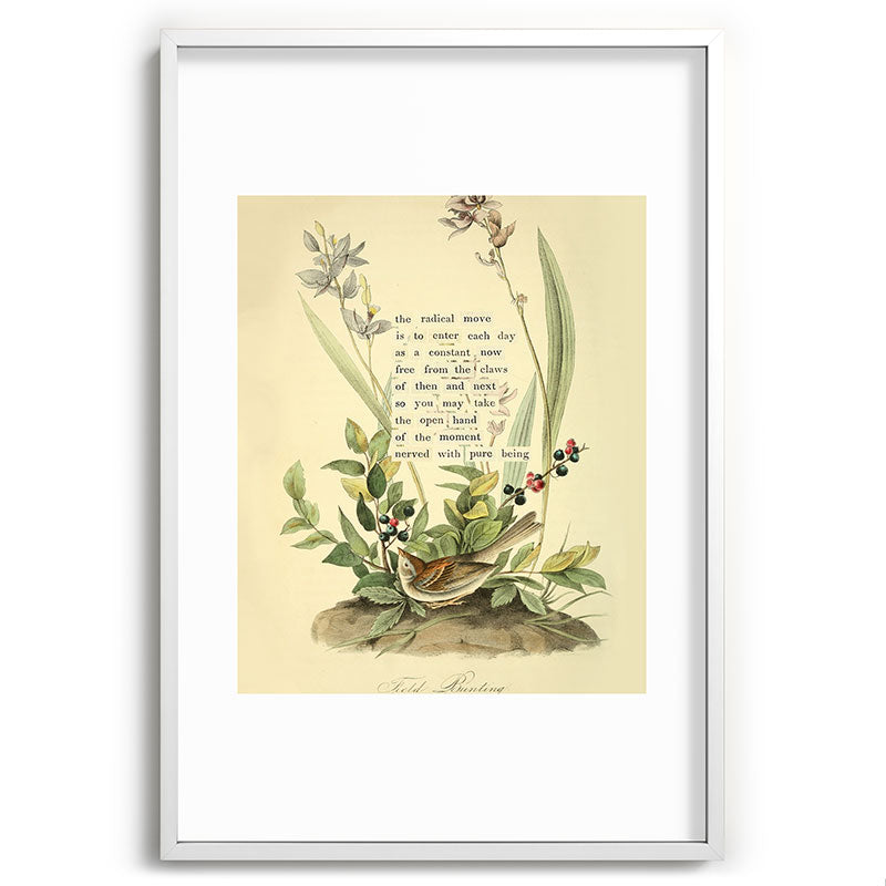 Bird Divinations: Field Bunting (about: almanacofbirds.org) Framed Art Print Gallery Image 80
