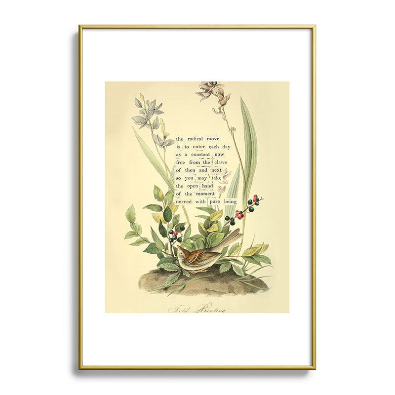 Bird Divinations: Field Bunting (about: almanacofbirds.org) Framed Art Print Gallery Image 90