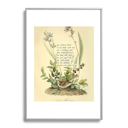 Bird Divinations: Field Bunting (about: almanacofbirds.org) Framed Art Print Gallery Image 97