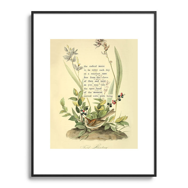Bird Divinations: Field Bunting (about: almanacofbirds.org) Framed Art Print Gallery Image 85