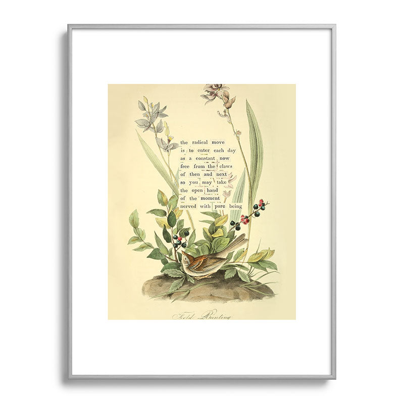 Bird Divinations: Field Bunting (about: almanacofbirds.org) Framed Art Print Gallery Image 98