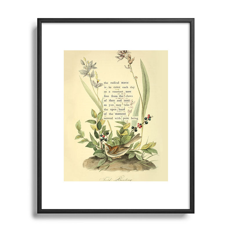 Bird Divinations: Field Bunting (about: almanacofbirds.org) Framed Art Print Gallery Image 81