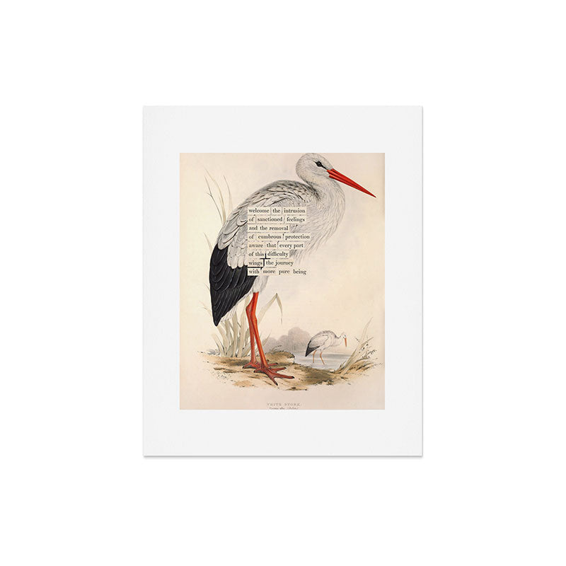 Bird Divinations: White Stork (about: almanacofbirds.org) Art Print Gallery Image 5