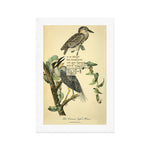 Bird Divinations: Yellow-Crowned Night Heron (about: almanacofbirds.org) Art Print Gallery Image 1