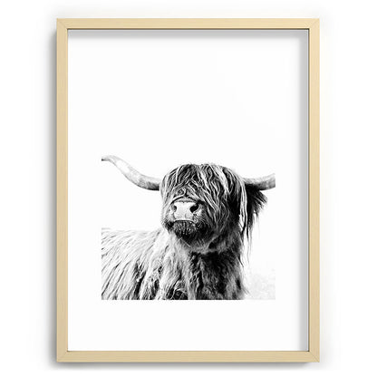HIGHLAND CATTLE FRIDA Framed Art Print Gallery Image 100