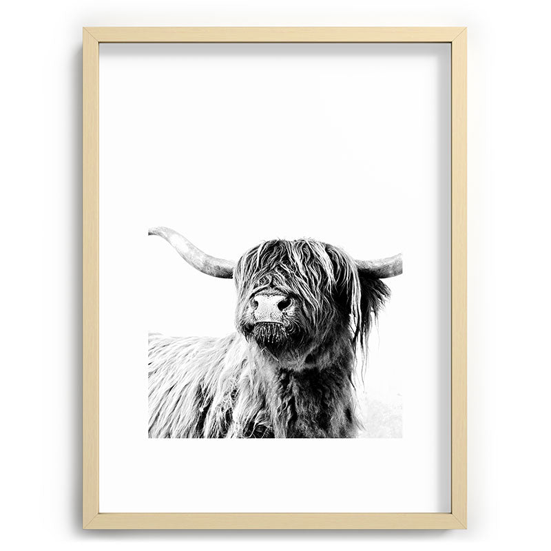 HIGHLAND CATTLE FRIDA Framed Art Print Gallery Image 99