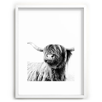 HIGHLAND CATTLE FRIDA Framed Art Print Gallery Image 107