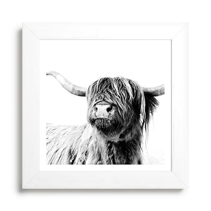 HIGHLAND CATTLE FRIDA Framed Art Print Gallery Image 79